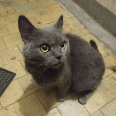 Подробнее об объявлении «Найдена кошка Курган» Фото: найдена кошка  «Найдена кошка Курган» в г. Курган