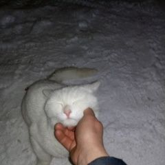 Подробнее об объявлении «Найдена кошка Курган» Фото: найдена кошка  «Найдена кошка Курган» в г. Курган