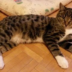 Подробнее об объявлении «Найден кот Курган» Фото: найдена кошка  «Найден кот Курган» в г. Курган