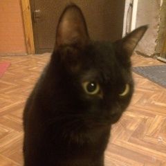 Подробнее об объявлении «Найден кот чёрный кот Мытищи» Фото: найдена кошка  «Найден кот чёрный кот Мытищи» в г. Мытищи