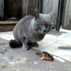Подробнее об объявлении «Найдена кошка Курган» Фото: найдена кошка  «Найдена кошка Курган» в г. Курган