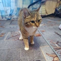 Подробнее об объявлении «Найдена кошка Курган» Фото: найдена кошка  «Найдена кошка Курган» в г. Курган