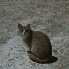 Подробнее об объявлении «Найдена кошка Курган» Фото: найдена кошка  «Найдена кошка Курган» в г. Курган