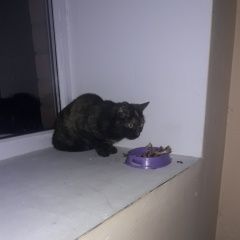 Подробнее об объявлении «Найдена кошка Курган» Фото: найдена кошка  «Найдена кошка Курган» в г. Курган