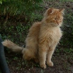 Подробнее об объявлении «Волгоград Пропала кошка рыжий кот» Фото: пропала кошка  «Волгоград Пропала кошка рыжий кот» в г. Волгоград