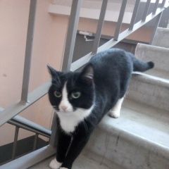 Подробнее об объявлении «Найдена кошка Курган» Фото: найдена кошка  «Найдена кошка Курган» в г. Курган