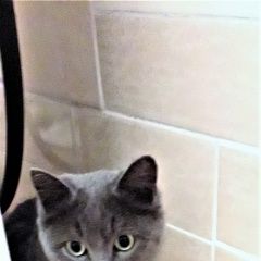 Подробнее об объявлении «Найдена кошка Курган» Фото: найдена кошка  «Найдена кошка Курган» в г. Курган
