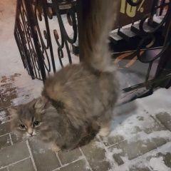 Подробнее об объявлении «Найдена кошка Курган» Фото: найдена кошка  «Найдена кошка Курган» в г. Курган