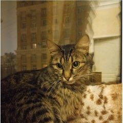 Подробнее об объявлении «Москва Найдена кошка таганская» Фото: найдена кошка  «Москва Найдена кошка таганская» в г. Москва