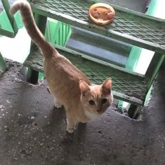 Подробнее об объявлении «Найдена кошка Курган» Фото: найдена кошка  «Найдена кошка Курган» в г. Курган