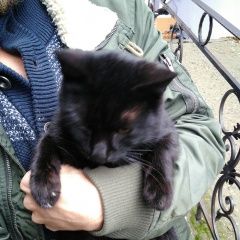 Подробнее об объявлении «Краснодар Найден кот» Фото: найдена кошка  «Краснодар Найден кот» в г. Краснодар