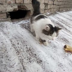 Подробнее об объявлении «Красноярск Найдена кошка котечка» Фото: найдена кошка  «Красноярск Найдена кошка котечка» в г. Красноярск