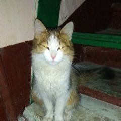 Подробнее об объявлении «Москва Найдена кошка» Фото: найдена кошка  «Москва Найдена кошка» в г. Москва
