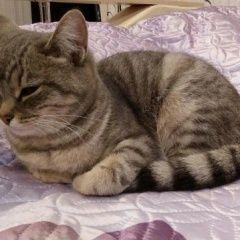 Подробнее об объявлении «Найдена кошка Курган» Фото: найдена кошка  «Найдена кошка Курган» в г. Курган