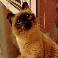 Подробнее об объявлении «Найдена кошка Курган» Фото: найдена кошка  «Найдена кошка Курган» в г. Курган