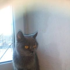 Подробнее об объявлении «Найдена кошка Курган» Фото: найдена кошка  «Найдена кошка Курган» в г. Курган