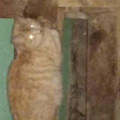 Подробнее об объявлении «Санкт-Петербург Найдена кошка грустит.» Фото: найдена кошка  «Санкт-Петербург Найдена кошка грустит.» в г. Санкт-Петербург