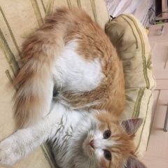 Подробнее об объявлении «Москва Найден кот» Фото: найдена кошка  «Москва Найден кот» в г. Москва