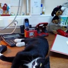 Подробнее об объявлении «Москва Найден кот вислоухий котенок» Фото: найдена кошка  «Москва Найден кот вислоухий котенок» в г. Москва