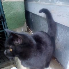 Подробнее об объявлении «Ставрополь Найдена кошка» Фото: найдена кошка  «Ставрополь Найдена кошка» в г. Ставрополь