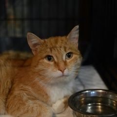 Подробнее об объявлении «Найдена кошка Курган» Фото: найдена кошка  «Найдена кошка Курган» в г. Курган