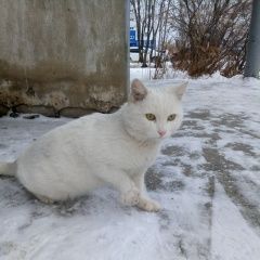 Подробнее об объявлении «Найдена кошка Курган» Фото: найдена кошка  «Найдена кошка Курган» в г. Курган