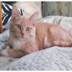 Подробнее об объявлении «Найдена кошка Курган» Фото: найдена кошка  «Найдена кошка Курган» в г. Курган