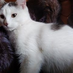 Подробнее об объявлении «Найдена кошка Курган» Фото: найдена кошка  «Найдена кошка Курган» в г. Курган