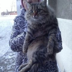 Подробнее об объявлении «Найдена кошка Курган» Фото: найдена кошка  «Найдена кошка Курган» в г. Курган
