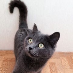 Подробнее об объявлении «Найдена кошка Курган» Фото: найдена кошка  «Найдена кошка Курган» в г. Курган