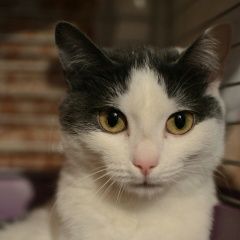 Подробнее об объявлении «Найдена кошка Курган» Фото: найдена кошка  «Найдена кошка Курган» в г. Курган
