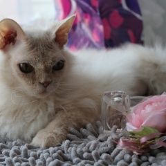 Подробнее об объявлении «Найдена кошка Курган» Фото: найдена кошка  «Найдена кошка Курган» в г. Курган