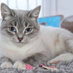 Подробнее об объявлении «Найдена кошка Курган» Фото: найдена кошка  «Найдена кошка Курган» в г. Курган