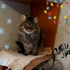 Подробнее об объявлении «Найдена кошка Курган» Фото: найдена кошка  «Найдена кошка Курган» в г. Курган