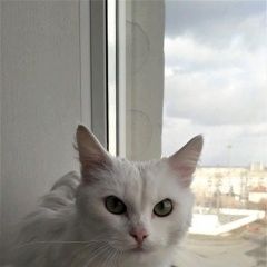 Подробнее об объявлении «Найдена кошка Курган» Фото: найдена кошка  «Найдена кошка Курган» в г. Курган