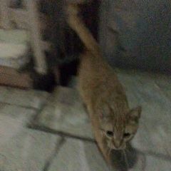 Подробнее об объявлении «Москва Найдена кошка рыжая с зелёным ошейником» Фото: найдена кошка  «Москва Найдена кошка рыжая с зелёным ошейником» в г. Москва
