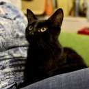 Подробнее об объявлении «Москва Найдена кошка» Фото: найдена кошка  «Москва Найдена кошка» в г. Москва