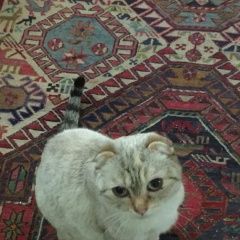 Подробнее об объявлении «Найдена кошка шотландская вислоухая Балашиха» Фото: найдена кошка Шотландская вислоухая «Найдена кошка шотландская вислоухая Балашиха» в г. Балашиха