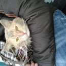 Подробнее об объявлении «Химки Найдена кошка рыжий или персиковый окрас» Фото: найдена кошка  «Химки Найдена кошка рыжий или персиковый окрас» в г. Химки