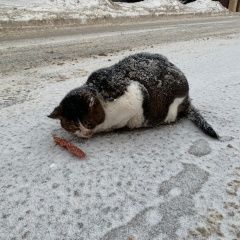 Подробнее об объявлении «Одинцово Найден кот горки-2, крупный черно-белый кот» Фото: найдена кошка  «Одинцово Найден кот горки-2, крупный...» в г. Одинцово