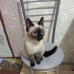Подробнее об объявлении «Найдена кошка Курган» Фото: найдена кошка  «Найдена кошка Курган» в г. Курган
