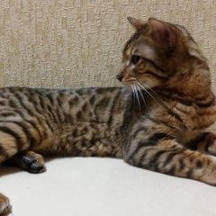 Подробнее об объявлении «Найдена кошка Курган» Фото: найдена кошка  «Найдена кошка Курган» в г. Курган