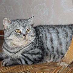 Подробнее об объявлении «Найдена кошка Курган» Фото: найдена кошка  «Найдена кошка Курган» в г. Курган