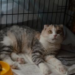 Подробнее об объявлении «Найдена кошка Курган» Фото: найдена кошка  «Найдена кошка Курган» в г. Курган