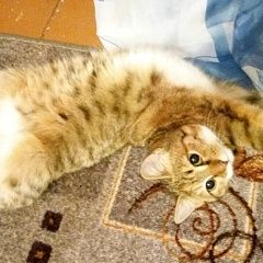 Подробнее об объявлении «Найдена кошка Курган» Фото: найдена кошка  «Найдена кошка Курган» в г. Курган