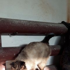 Подробнее об объявлении «Найдена кошка Курган» Фото: найдена кошка  «Найдена кошка Курган» в г. Курган