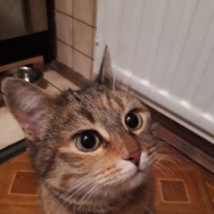 Подробнее об объявлении «Санкт-Петербург Найдена кошка» Фото: найдена кошка  «Санкт-Петербург Найдена кошка» в г. Санкт-Петербург