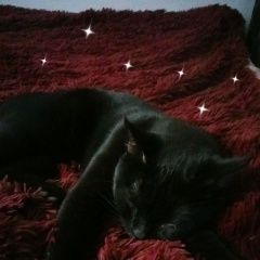 Подробнее об объявлении «Москва Найдена кошка черная кошка» Фото: найдена кошка  «Москва Найдена кошка черная кошка» в г. Москва