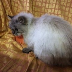 Подробнее об объявлении «Краснодар Найдена кошка невская маскарадная» Фото: найдена кошка Невская маскарадная «Краснодар Найдена кошка невская маскарадная» в г. Краснодар