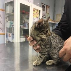 Подробнее об объявлении «Найдена кошка Мытищи» Фото: найдена кошка  «Найдена кошка Мытищи» в г. Мытищи